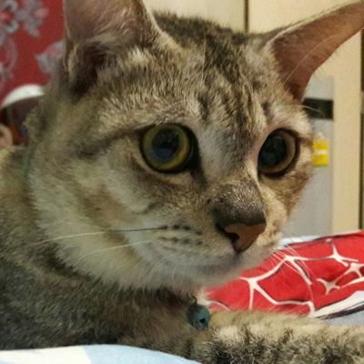 I'm melody💙💙💙💙💙💙💙
waiting for 7BTOB
💙💙💙💙💙💙💙
🐱🐱🐱🐱🐱🐱