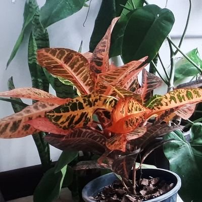 Somayeh54930745's profile picture. journalist , geologist ، petroleum engineer