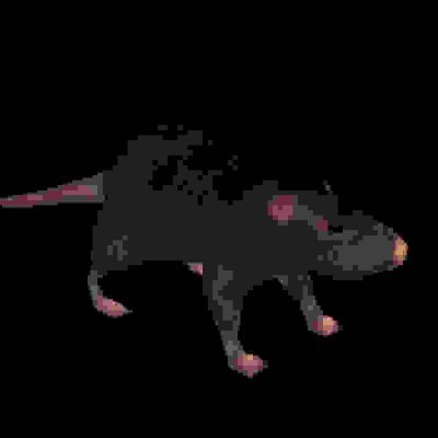 ratlord 🐀さんのプロフィール画像