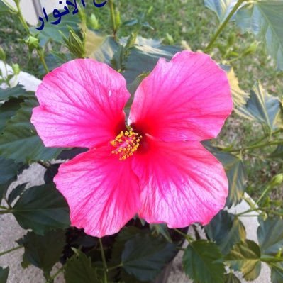 asmahmeed's profile picture. Professor of Computer Science