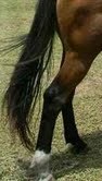 BISHOP8564's profile picture. looking for a stolen horse Large $1000 cash reward!  $1000 (reward)Leave an anonymous tip leading to her whereabouts and I will provide a large reward.
