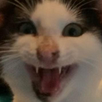 not active, just using as a personal scrapbook.. was active: 2018-April 2020. sometimes I login to find a photo or something, but otherwise I am logged out