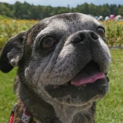 パグちゃん welcomeボード パグちゃん welcomeボード