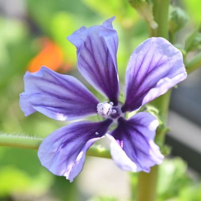 aya_taka_aya's profile picture. 2017年4月に📷(Nikon D5500)を購入しました♬*゜好きなもの♪ 気になったもの♪ 感動したもの♪ キリトってます💜   写真で伝えられたら嬉しいです◡̈⋆   ごめんなさい。。相互じゃないです。のんびりやってます🍀🍀*゜
カメラと出会って お花が大好きになりました🌼*･