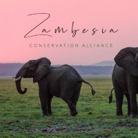 Zambesia Conservation Alliance(@ZambesiaConserv) 's Twitter Profile Photo