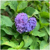 リラ (@moyamoyanohibi) 's Twitter Profile Photo