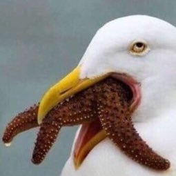 nualcare's profile picture. Baetokki