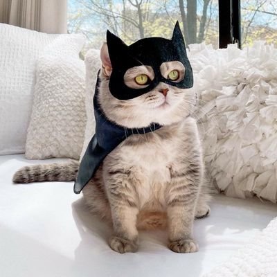 legendaryapache's profile picture. Sup, it's ya boi king!
good traits: horny all the time 😅🤣🤣
 ||  😷  || 
memes & dark humor for the win 🙀  ||
Pag ayaw eh di don't