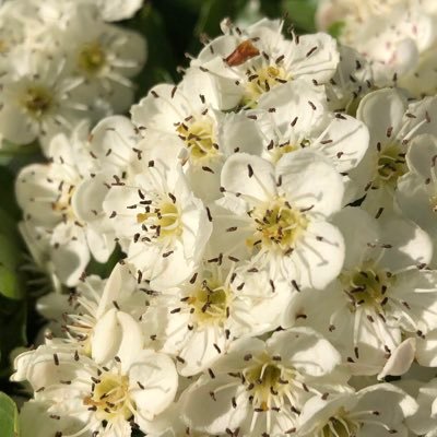 idea237039216's profile picture. ❤️ 🚜 Nature, hiking, singing, cycling. Reads Osho