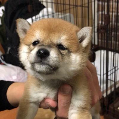 豆柴小豆 あずき 小豆柴ちゃんねる 噛みつく 豆柴子犬 犬がいる生活 柴犬