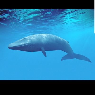 newdawn20087's profile picture. anonymity is the new trend