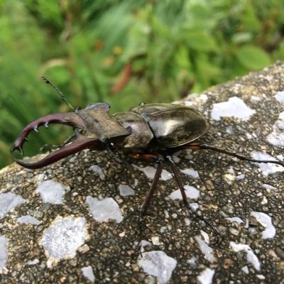 irisu79's profile picture. アラサー社会人。元SES現社内SE?。三流投資家。インデックス投資信託メイン。個別はたまに。2024投資用にアカウント再利用。アニメ等リポスト。