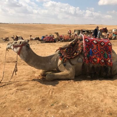 lowfodmap_diet's profile picture. 2020年から底フォドマップ食を実践中。
お腹に優しくて安心な食材と調理法を探求しています。
ここでは、日々の献立をツイートしています。

Trying out low-fodmap diet since 2020.
Tweeting my daily low-fodmap recipes.