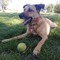 Стеван Љуботина 🇷🇸 (@ctebah) 's Twitter Profile