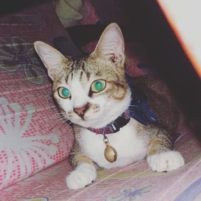 SyahirahQue's profile picture. what???🤔🤔🤔