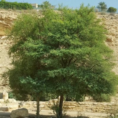 اشجار الرياض Twitterren تابوبيا شجرة التابوبيا الورديه تم زراعتها في الرياض منذ سنتين ولوحظ انها تنمو بسرعه وتتحمل الاجواء وسط المملكه وهي مزهره Https T Co Rh7uiju7cu