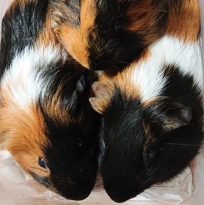 ぷいぷいずさんのプロフィール画像