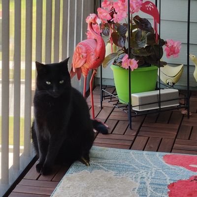 BobbyandHobbes's profile picture. #VoteBlueToProtectWomensRights