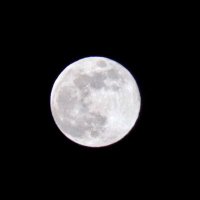 marimoon (@marimo_myrtle) 's Twitter Profile