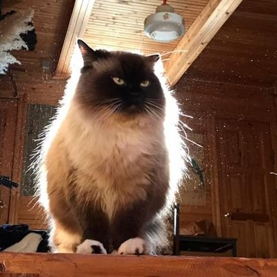 Azzrarn's profile picture. 