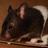 bamboozlcupcake's profile image