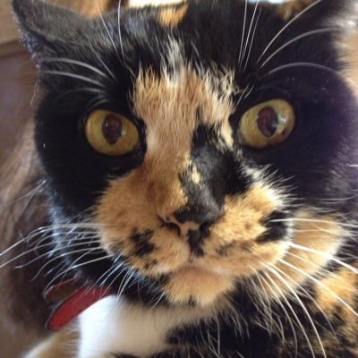 Gv8OwIVu5kvl4f2's profile picture. ねこの母歴20年 ネトウヨキライです。絡まれたら、即ブロックさせていただきます。 いろんな方のいろんな意見や想いが知りたい。なのでフォローたくさんしています。無言フォローお許しください。アダルトとビジネスのお誘いは、即行でブロックさせていただきます。個人的なやり取りは一切行わないので、DMへの対応もいたしません。