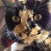 ねこの母でした。ねことの暮らしはしばしお休み (@gv8owivu5kvl4f2) Twitter profile photo ねこの母でした。ねことの暮らしはしばしお休み (@gv8owivu5kvl4f2) Twitter profile photo