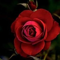 مها الصنعاني (@csdybtweaqxiem9) 's Twitter Profile