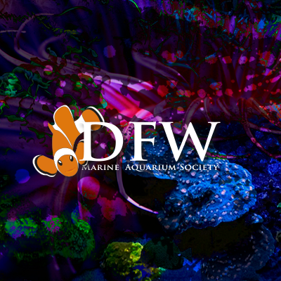 Formed in 1992, DFWMAS is the one of the largest saltwater aquarium clubs in the world. Meetings are held the 2nd Wednesday of each month.