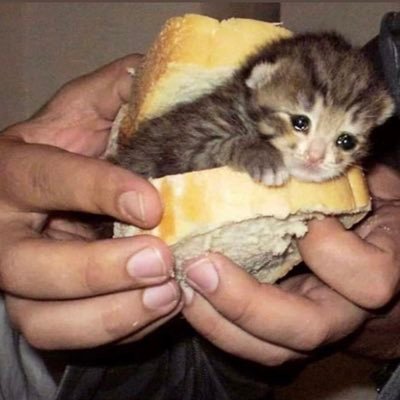 most following account - supporting all pages