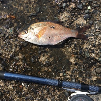 okappari_chiba's profile picture. 千葉県と茨城県の漁港とサーフに出没中🎣いつもほとんど何も釣れない😅 のんび〜り楽しんでます☺️#外房アジング🎣 #鹿島灘サーフヒラメ🌊 #第4回ヒラメジャー杯 優勝しました🤗 #ジムニーjb23w🚙ラーメン🍜昼飯晩飯 #内房 #南房 #エギング