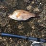 okappari_chiba's profile picture. 千葉県と茨城県の漁港とサーフに出没中🎣いつもほとんど何も釣れない😅 のんび〜り楽しんでます☺️#外房アジング🎣 #鹿島灘サーフヒラメ🌊 #第4回ヒラメジャー杯 優勝しました🤗 #ジムニーjb23w🚙ラーメン🍜昼飯晩飯 #内房 #南房 #エギング