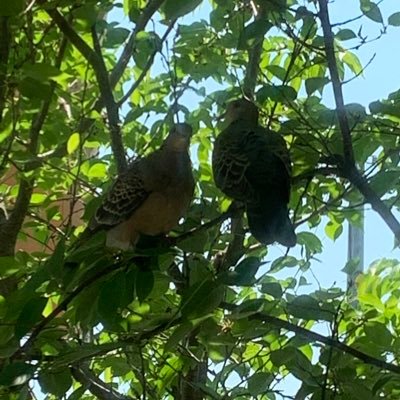 Nsnmry's profile picture. 好きなものは海、星、コアラ、パンダ、レッサーパンダ、すみっコぐらし、阪神タイガース、求肥、くず餅、わらび餅、粉もの全般。好きな人は夫と子供。47都道府県全て行きたい。