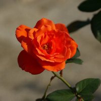 慶太郎 (@ndk1fsr) 's Twitter Profile Photo