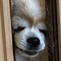 巨大石像魔神チワワ (@mariya_ashiz) Twitter profile photo