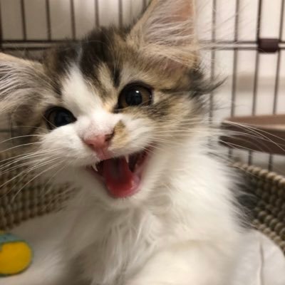 roje0207's profile picture. 🎀ラガマフィン 🍼2020/02/07生まれ Instagramhttp://Instagram.com/roje0207fy》 YouTubehttps://www.youtube.com/channel/UC2rDGErrapclp5DK3fkDeiAGR》
