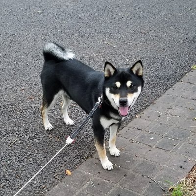 asjwod's profile picture. 