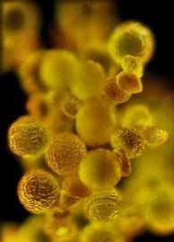 pollinateatx's profile picture. You hear.You go.You mingle.You receive.You resonate. You leave.You mingle.You tell.
They hear.They receive.They resonate.They go...