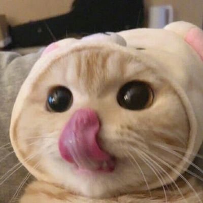 purecowsgomoo's profile picture. forever a puppy