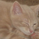 Elvis Miller - @ElvistheCoolCat - Twitter