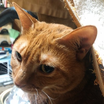 yasaku_sin's profile picture. 甘いものとお酒に目が無い男子です。B'z、南條愛乃さん、fripSide、伊波杏樹さん、楠木ともりさん、ペイトン尚未さん、花宮初奈さんが大好きです。蓮ノ空は熱い。