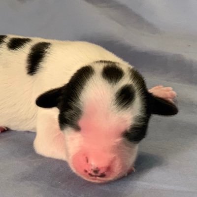 I’m Dolly, a 1 week old Tibetan Terrier, waiting to join my new family. Sooo excited to have @ReggieRocknRoller as my big brother! 🐾💕💙