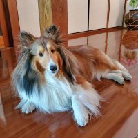 kaze (@jyonnkunn) 's Twitter Profile