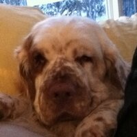 Elliott Leblanc (@evilaudi) 's Twitter Profile
