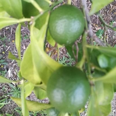 tecnoloxias's profile picture. Mens sana in corpore sano.