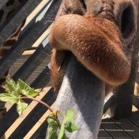 Chris (@chris83666382) 's Twitter Profile