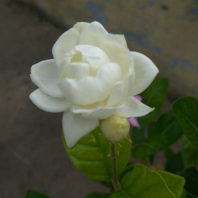 SANJEEV31926168's profile picture. Social activist