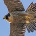 Andover Peregrines (@Andoverfalcons) Twitter profile photo