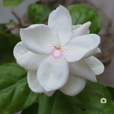 nNiFlsvsH6rpyEK's profile picture. learner, Writter ,social activist , visitor