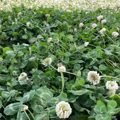 GUZEMAGU's profile picture. 